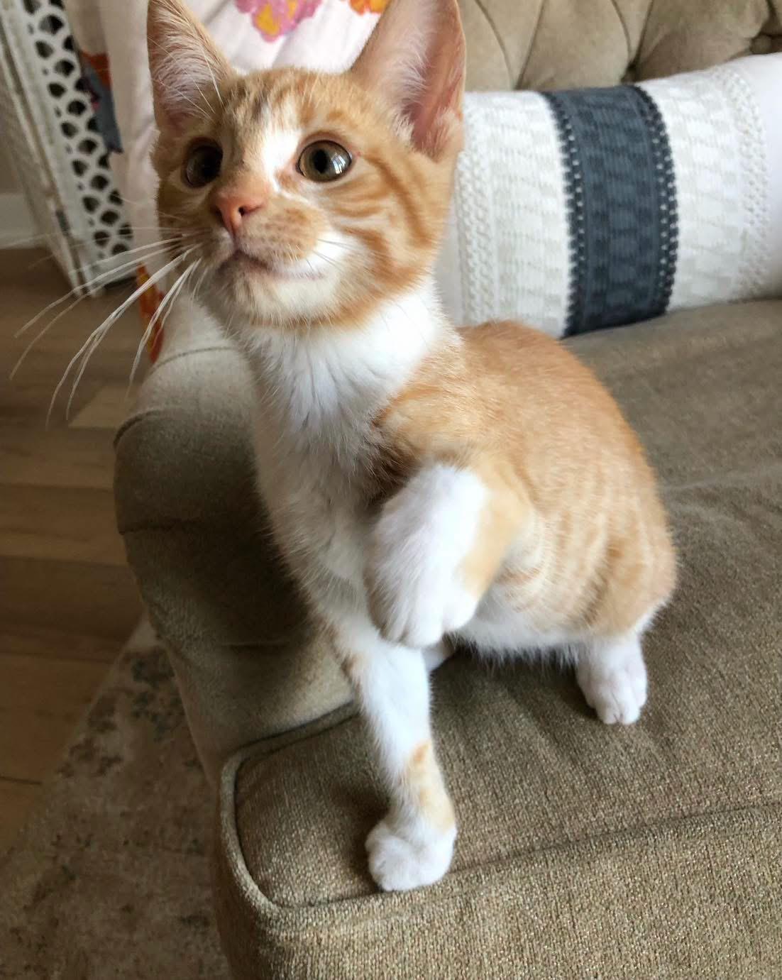 Carrot, a ADOPTABLE Domestic Short Hair in Grand Haven, MI image 3/4