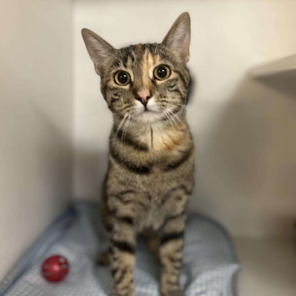 Enlarge Maisey, a Adoptable Domestic Short Hair in Troy, IL image 1/2