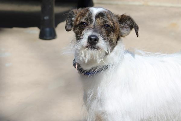 Phoenix, Adoptable, Young Male Mixed Breed.