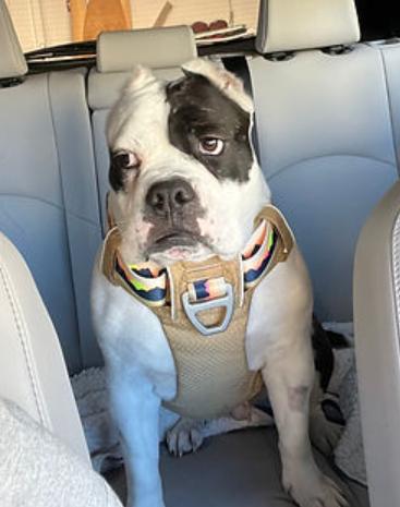 Luna, Adoptable, Adult Female American Bulldog.