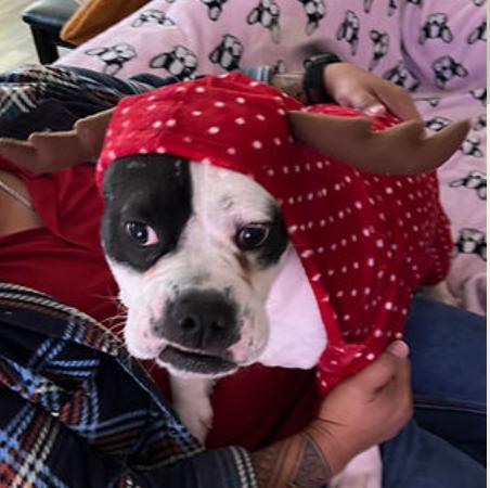 Enlarge Luna, a Adoptable American Bulldog in Chula Vista, CA image 4/5
