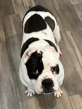 Enlarge Luna, a Adoptable American Bulldog in Chula Vista, CA image 3/5