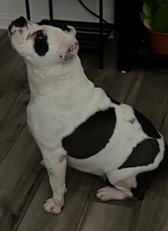 Enlarge Luna, a Adoptable American Bulldog in Chula Vista, CA image 2/5