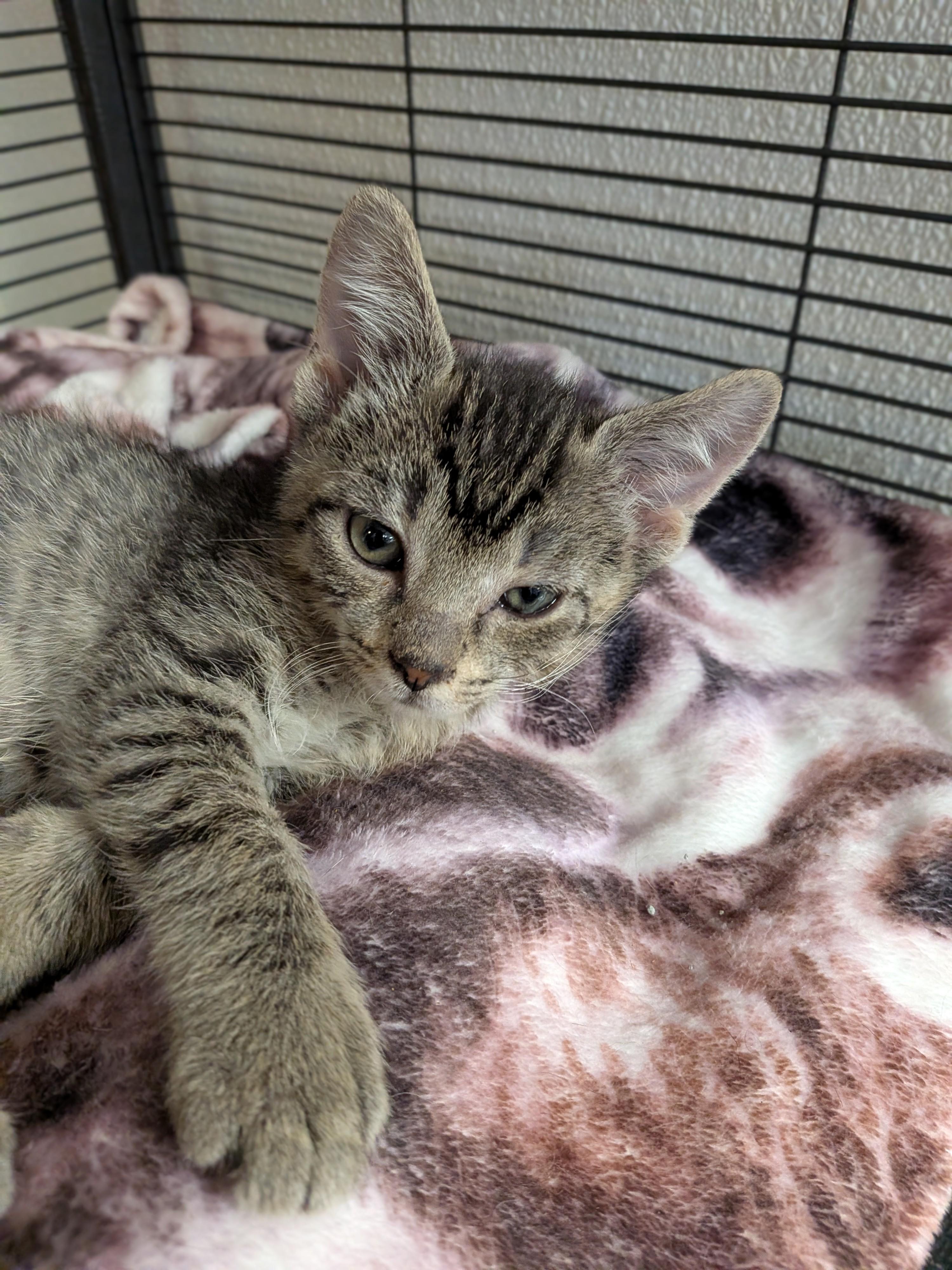 Enlarge Twix, a Adoptable Domestic Short Hair in Mount Carmel, IL image 3/3
