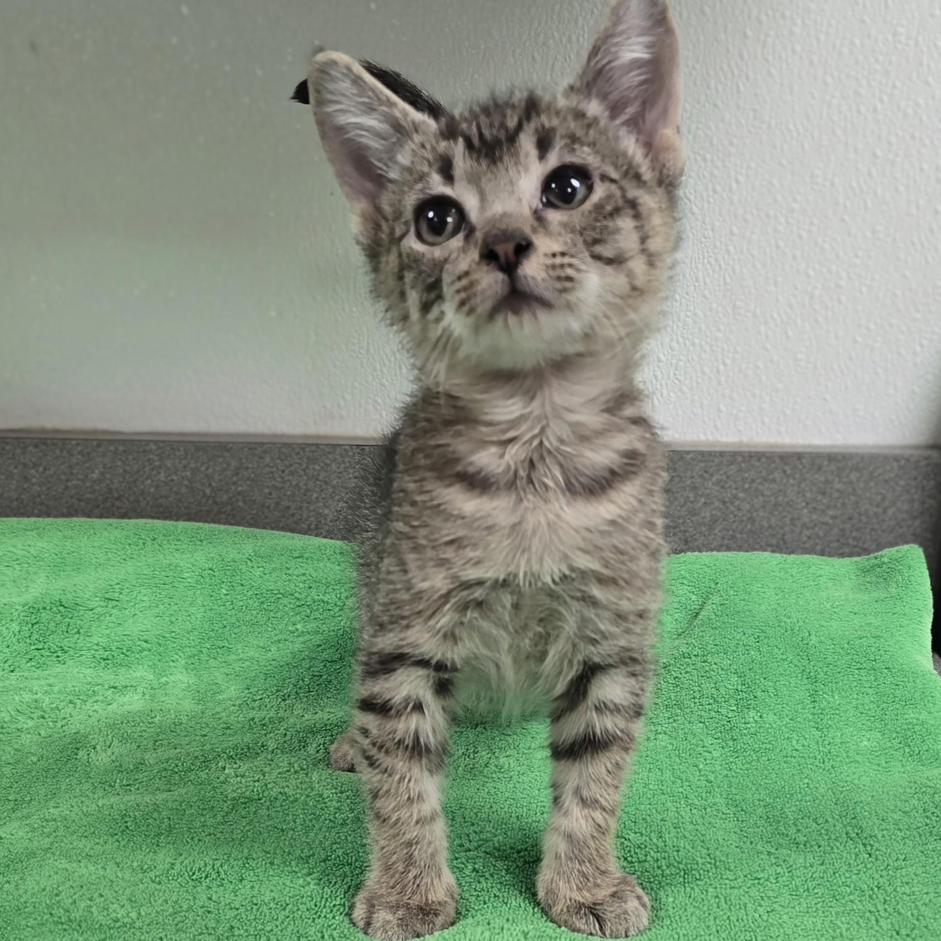 Twix, Adoptable, Kitten Male Domestic Short Hair.