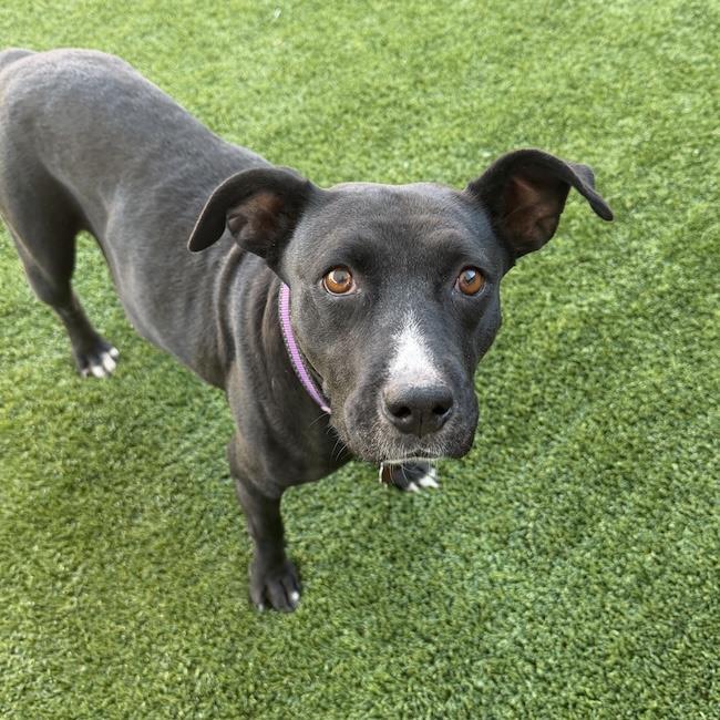 Fiesta, a Adoptable Terrier in San Diego, CA image 1/3