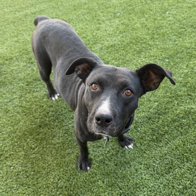 Fiesta, a Adoptable Terrier in San Diego, CA image 2/3