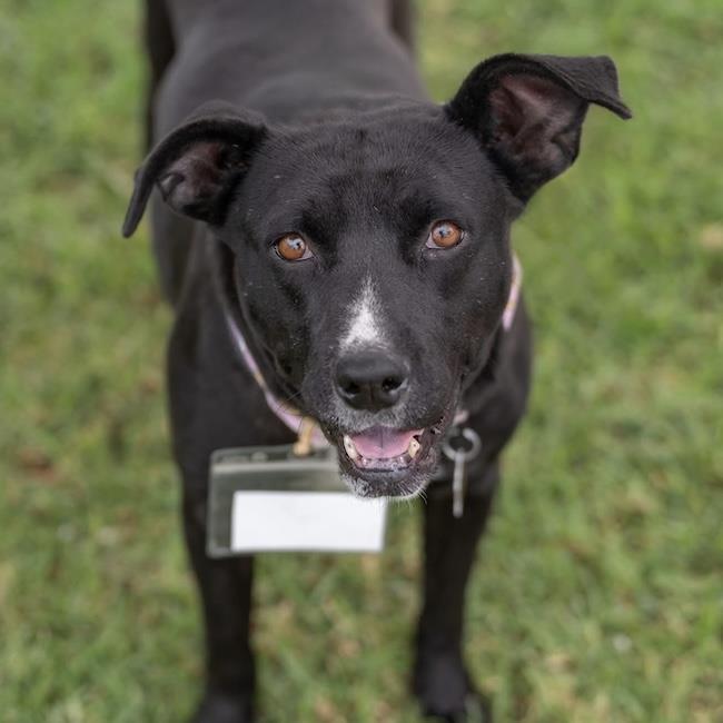 Fiesta, a Adoptable Terrier in San Diego, CA image 3/3