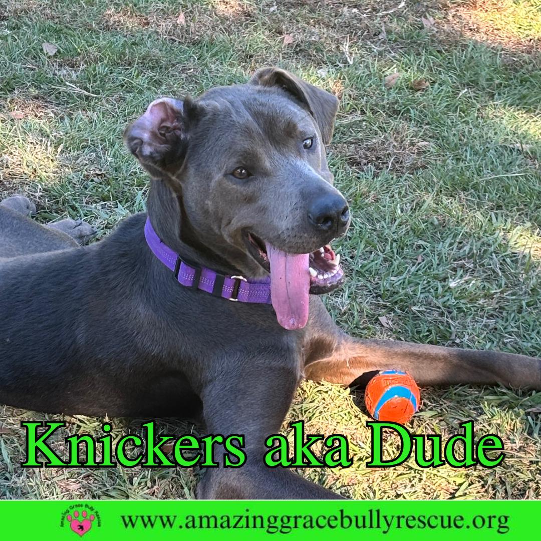 Knickers aka Dude aka "Henry", Adoptable, Adult Male Labrador Retriever.