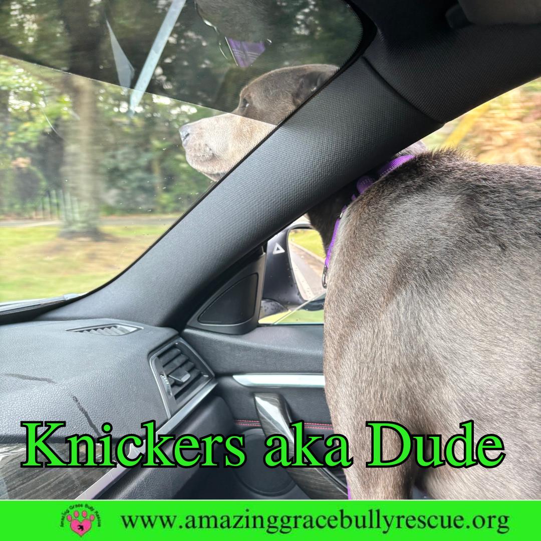 Enlarge Knickers aka Dude aka "Henry", a Adoptable Labrador Retriever in Pensacola, FL image 2/3