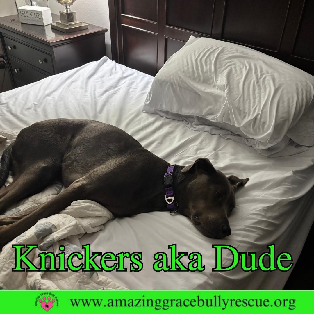 Enlarge Knickers aka Dude aka "Henry", a Adoptable Labrador Retriever in Pensacola, FL image 3/3