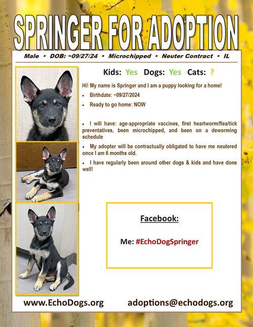 Springer photo 4