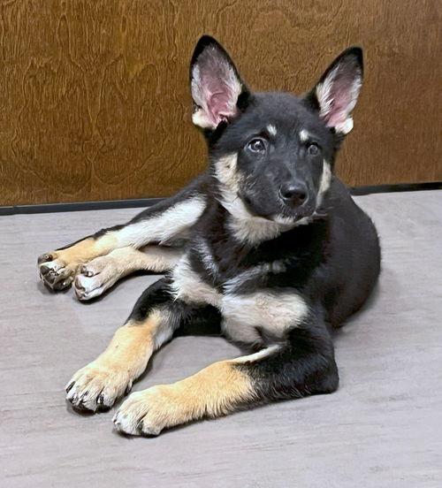 Springer, Young Male German Shepherd Dog