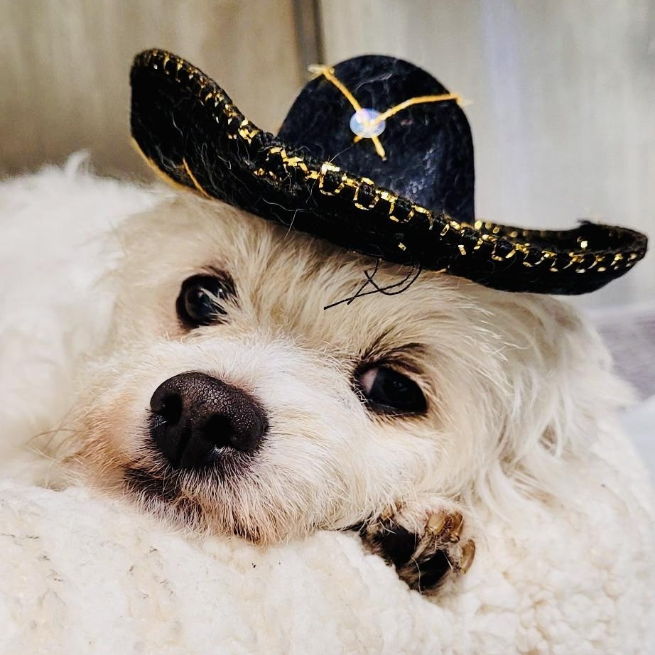 Dallas, adopted, Young Female Maltese.