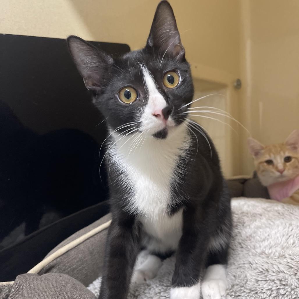 Enlarge Olaf, a Adoptable Domestic Short Hair in Winston Salem, NC image 2/6