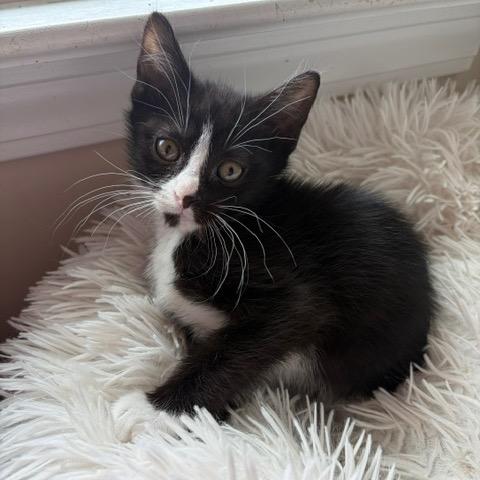 Enlarge Olaf, a Adoptable Domestic Short Hair in Winston Salem, NC image 3/6