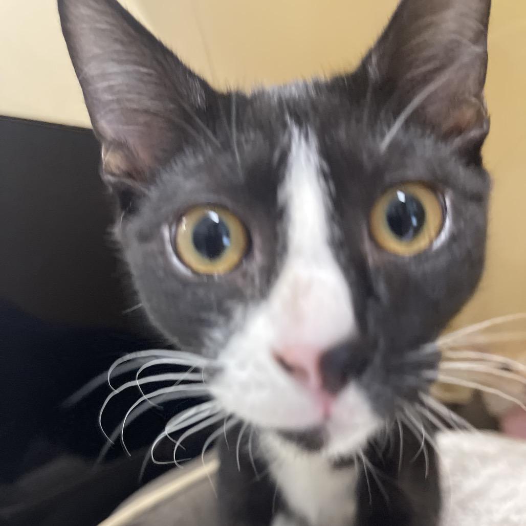 Enlarge Olaf, a Adoptable Domestic Short Hair in Winston Salem, NC image 4/6