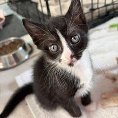 Olaf, Adoptable, Kitten Male Domestic Short Hair.