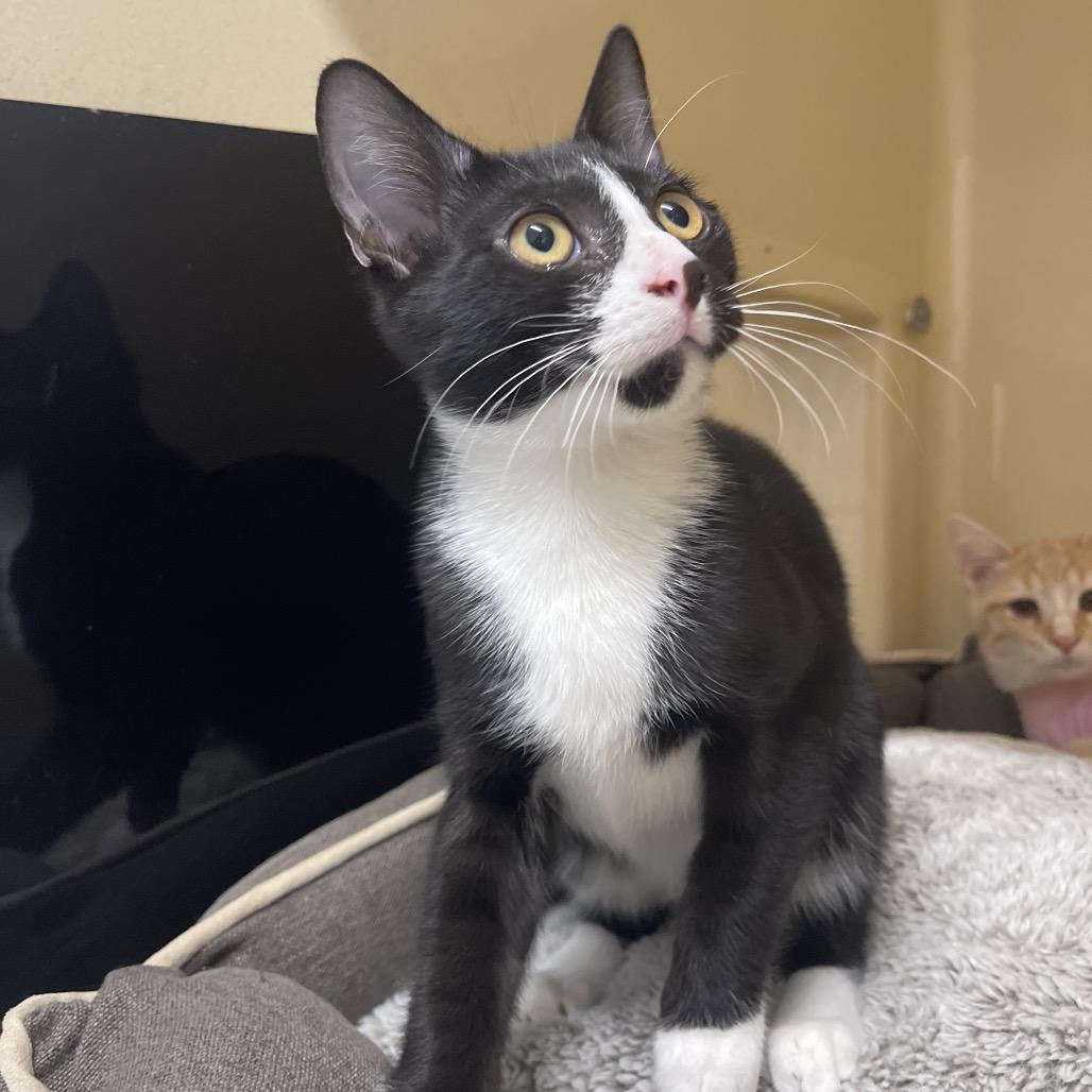 Enlarge Olaf, a Adoptable Domestic Short Hair in Winston Salem, NC image 5/6