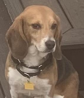 Enlarge Larry, an adopted Beagle in South Plainfield, NJ image 1/1
