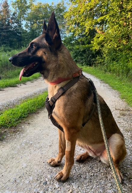 Trixie (GREAT Family Dog), adoptable, Young Female German Shepherd Dog & Belgian Shepherd / Malinois.