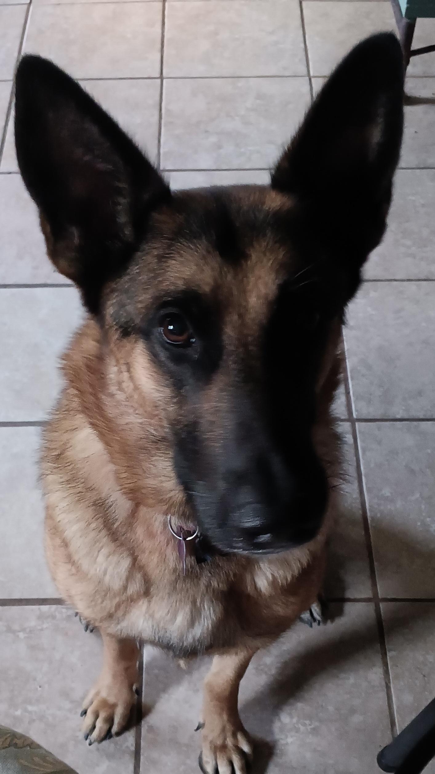 Enlarge Trixie (GREAT Family Dog), an adoptable mixed breed in Newfoundland, PA image 2/3