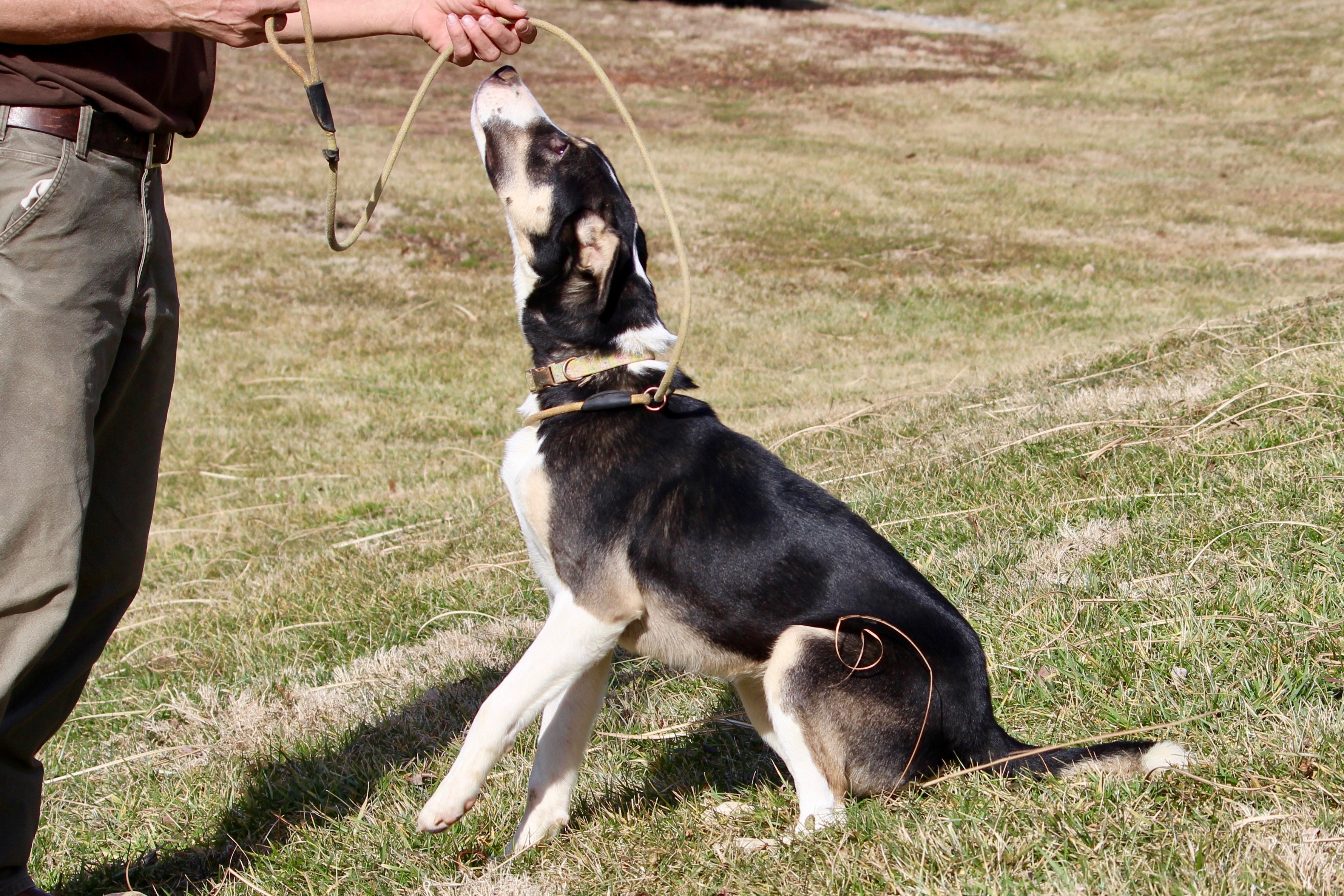 SUNSHINE, an adoptable Mixed Breed in Brazil, IN, 47834 | Photo Image 1