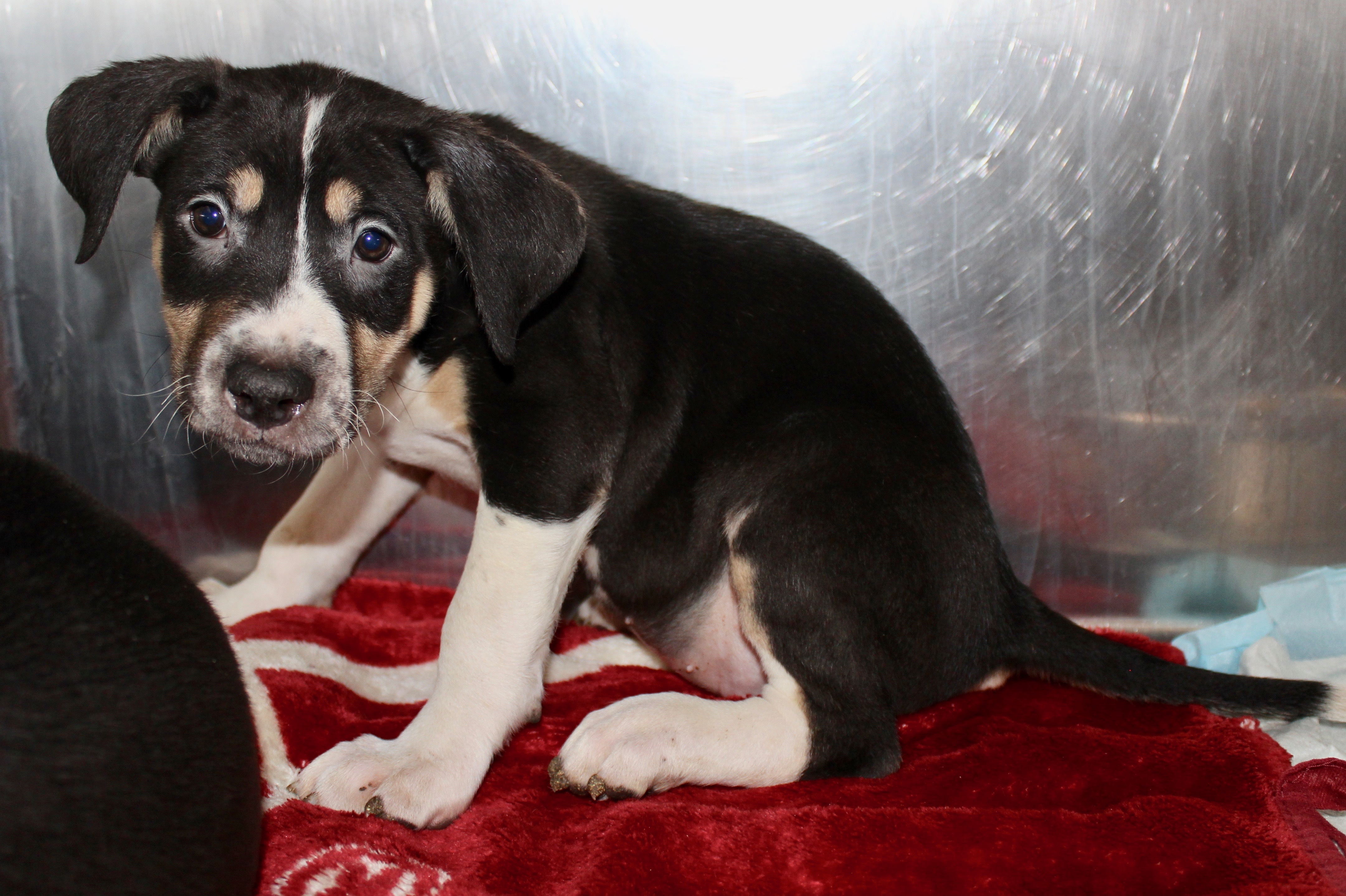 SUNSHINE, an adoptable Mixed Breed in Brazil, IN, 47834 | Photo Image 6