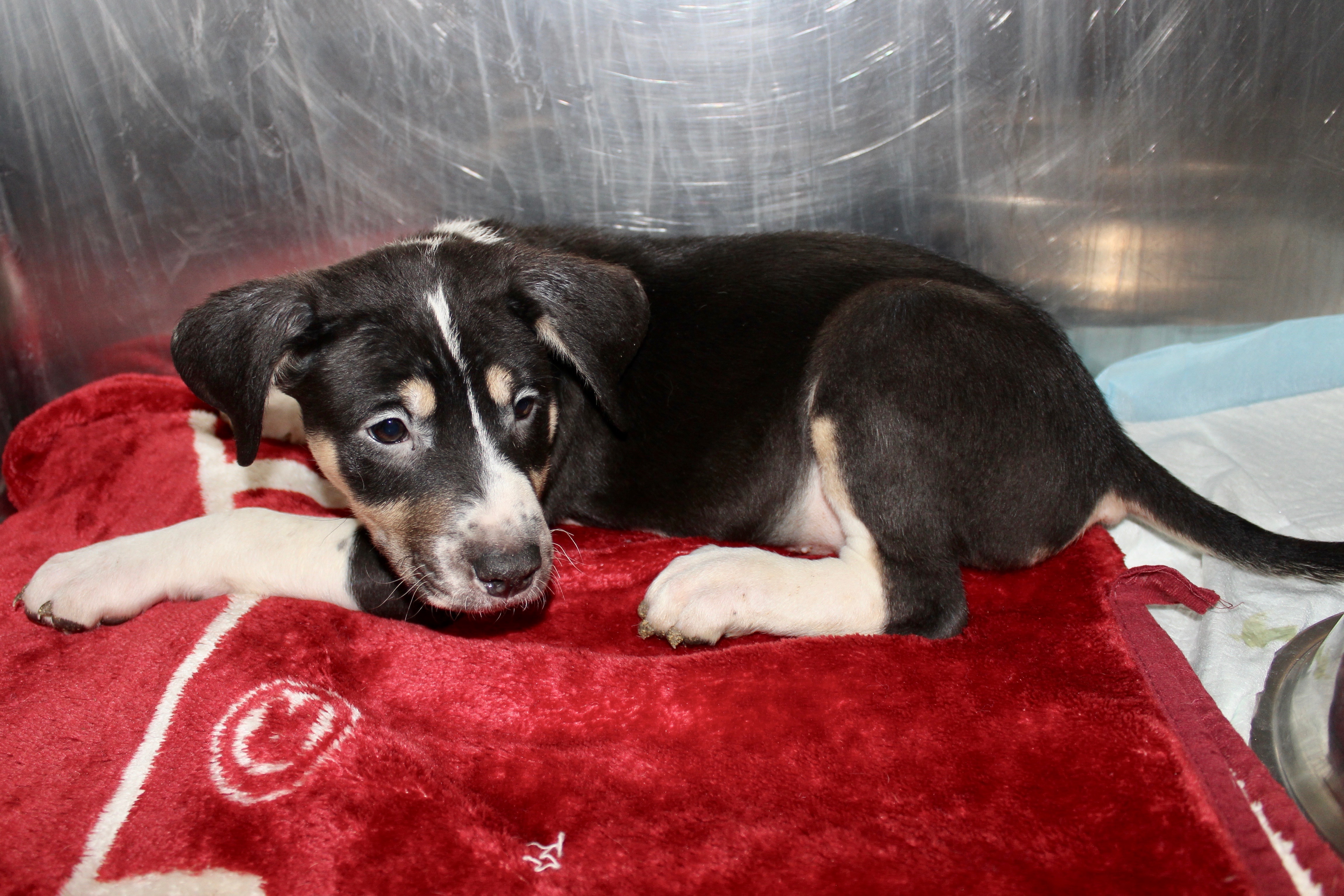 SUNSHINE, an adoptable Mixed Breed in Brazil, IN, 47834 | Photo Image 5