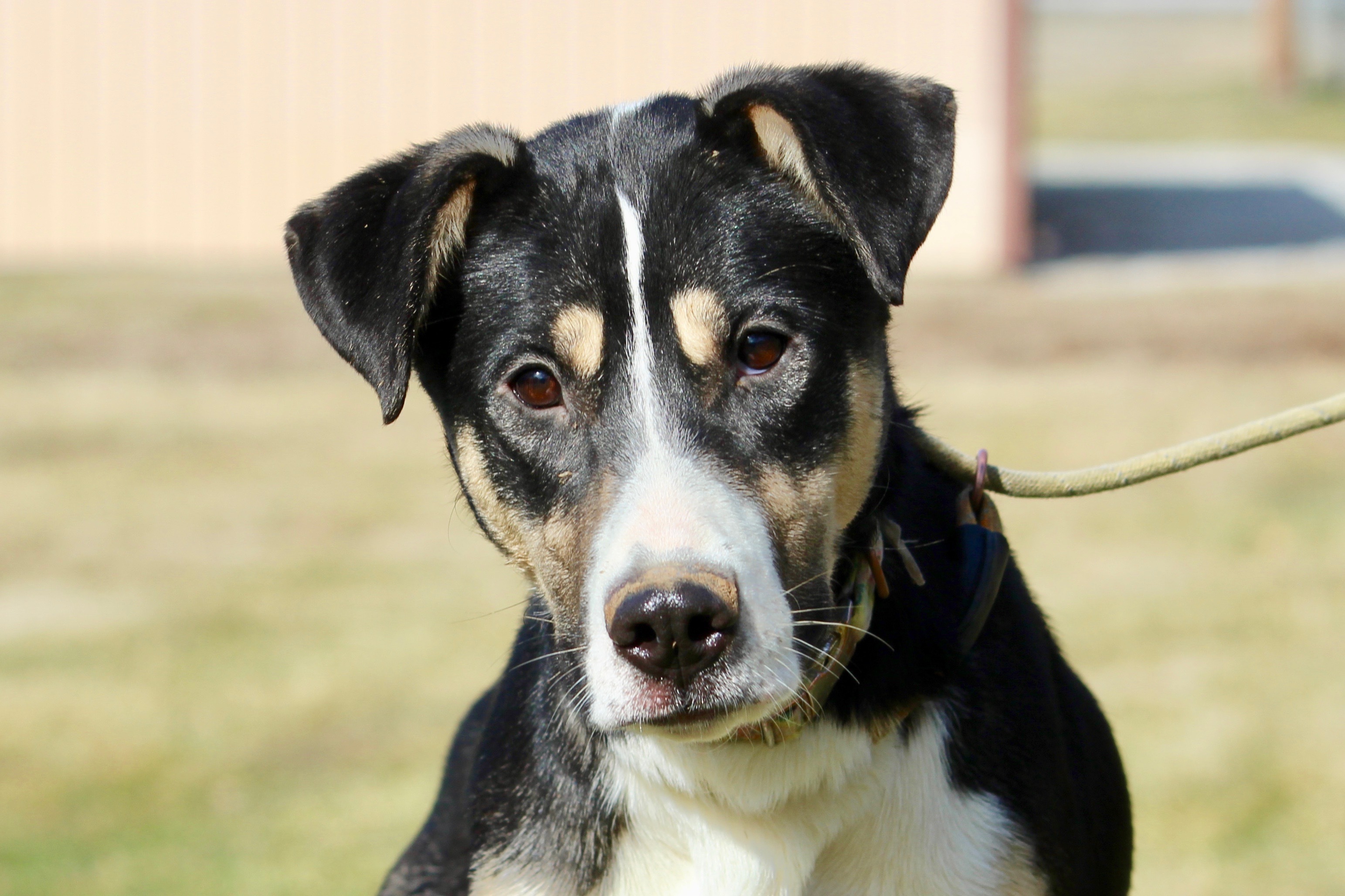 SUNSHINE, an adoptable Mixed Breed in Brazil, IN, 47834 | Photo Image 2