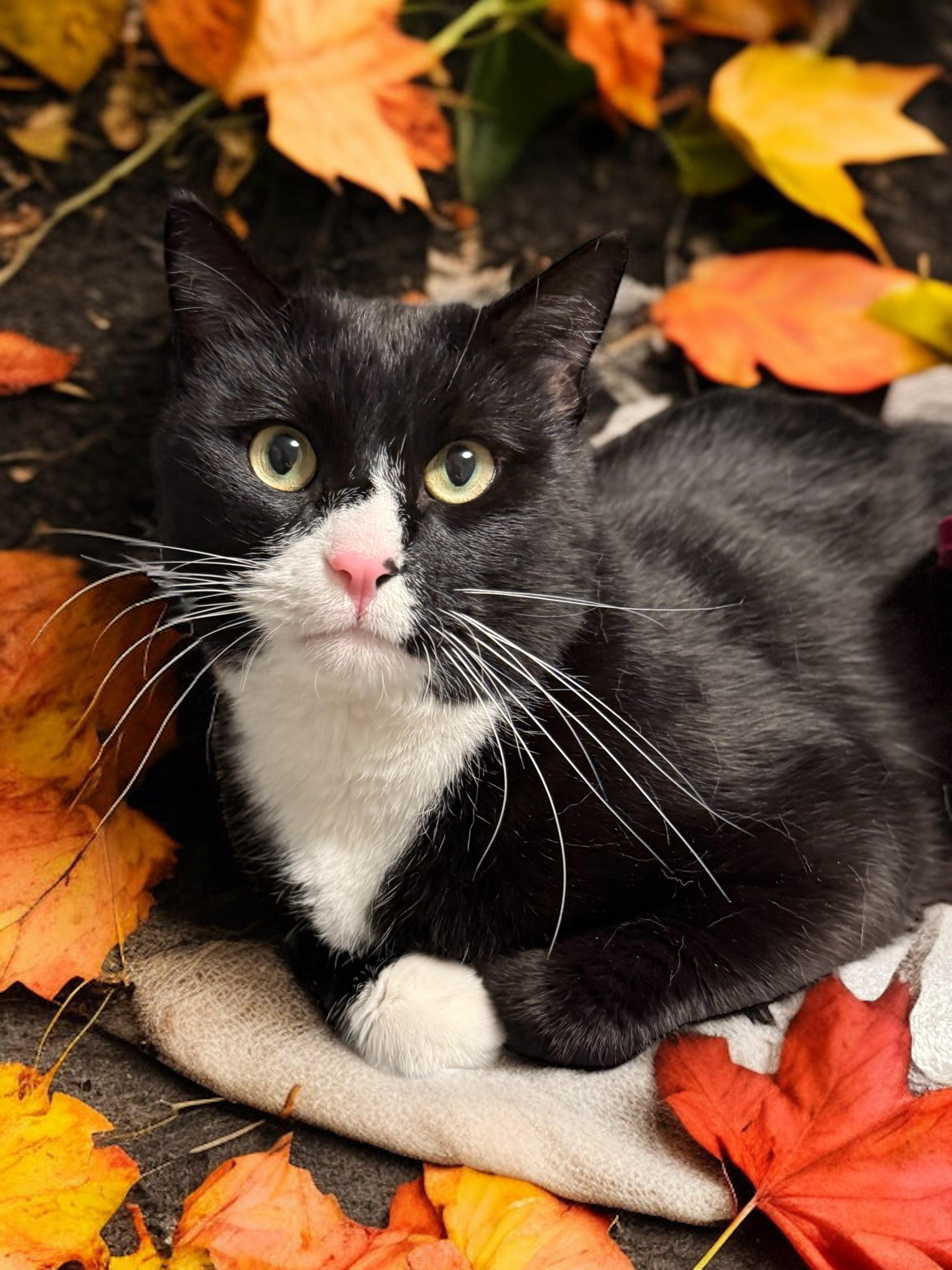 Enlarge Colby, a Adoptable Domestic Short Hair in Orleans, VT image 1/1