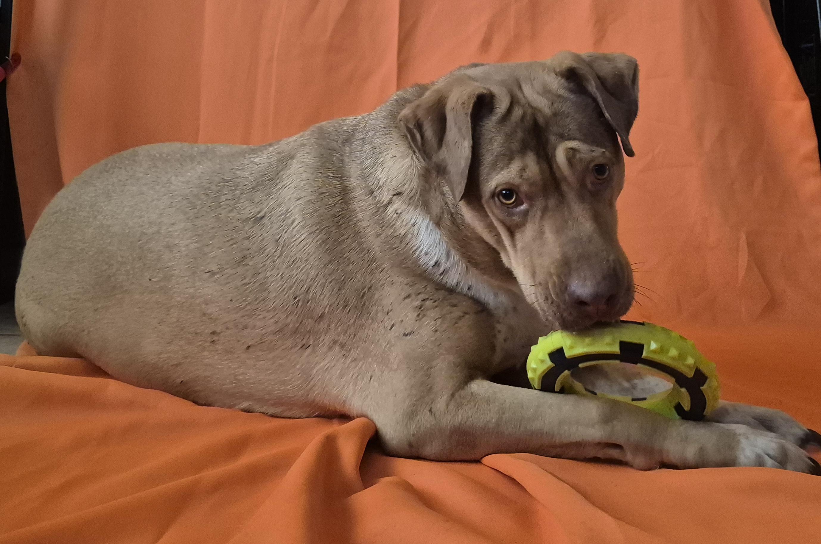 Enlarge CANELITA, a Adoptable mixed breed in BELLEVUE, WA image 4/6