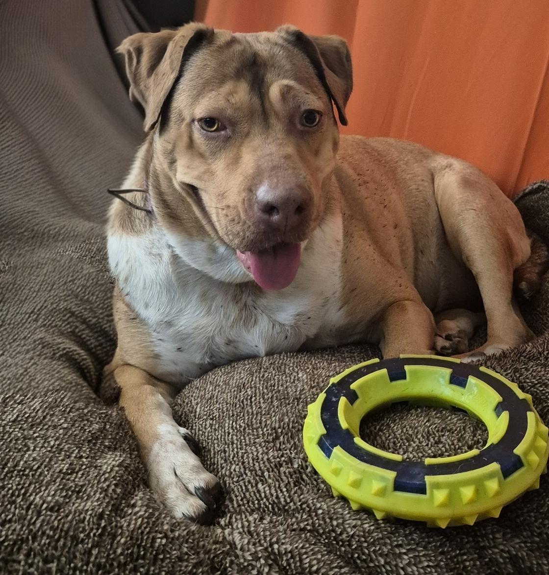 Enlarge CANELITA, a Adoptable mixed breed in BELLEVUE, WA image 5/6