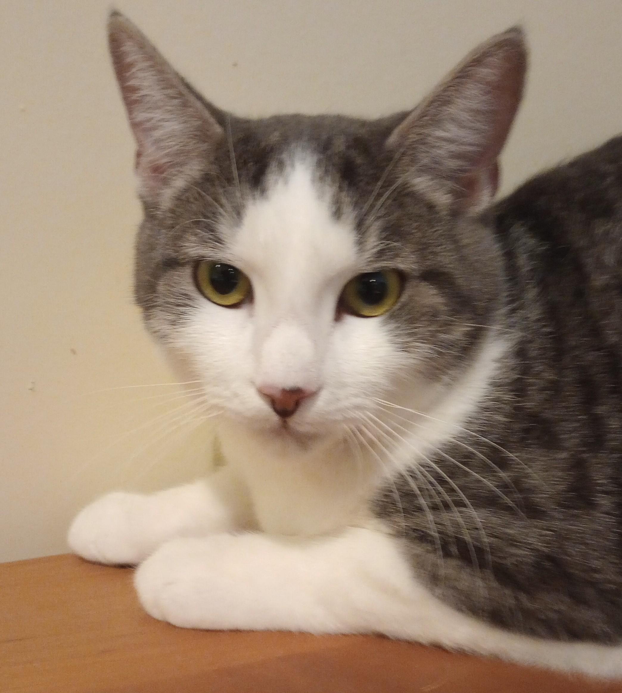 Enlarge Filene, a Adopted Domestic Short Hair in Wayland, MA image 2/6