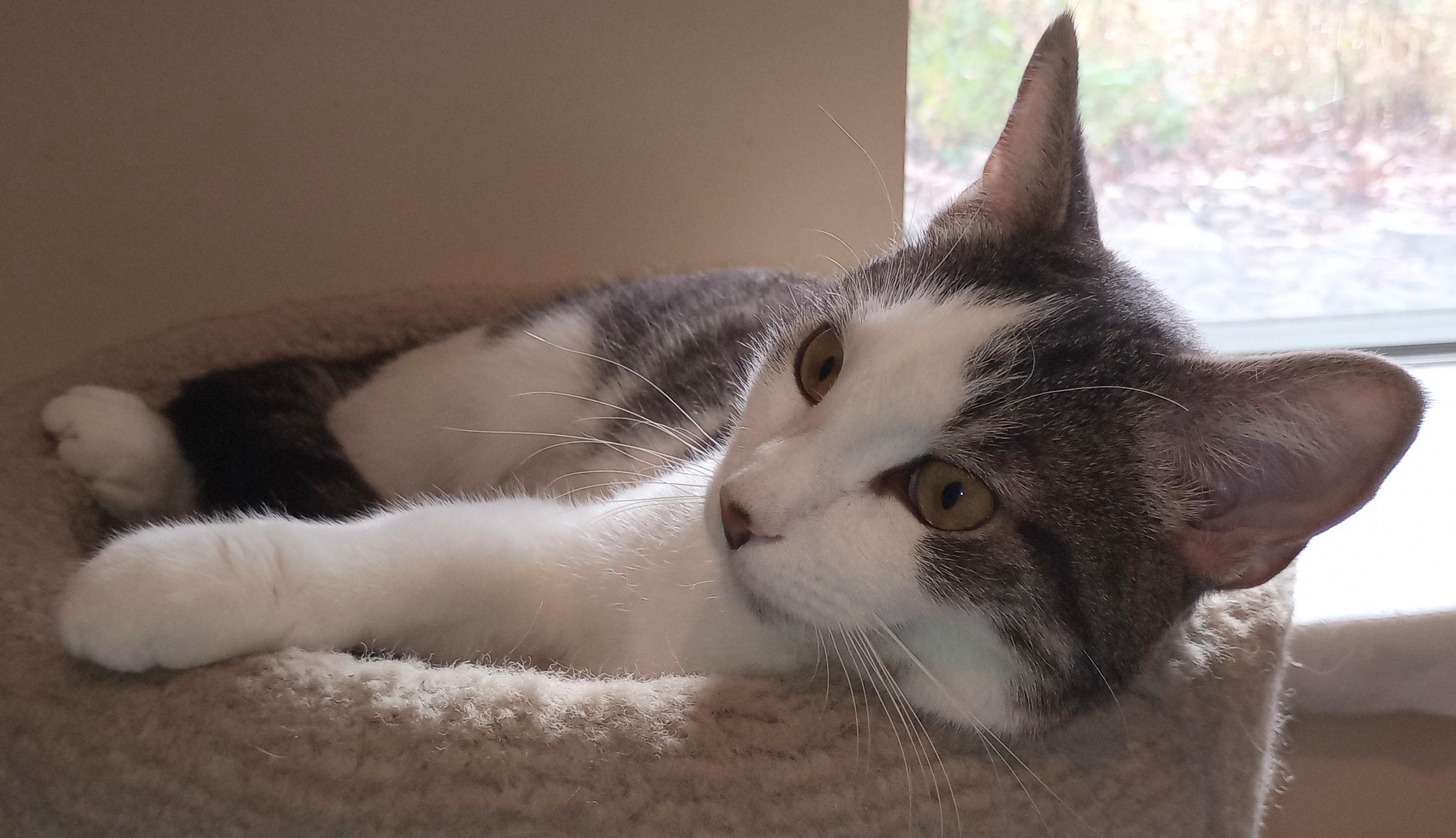 Enlarge Filene, a Adopted Domestic Short Hair in Wayland, MA image 4/6