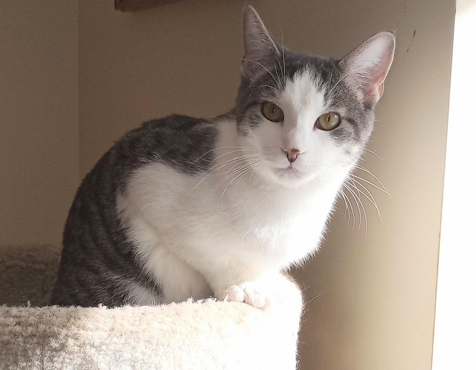 Enlarge Filene, a Adopted Domestic Short Hair in Wayland, MA image 1/6