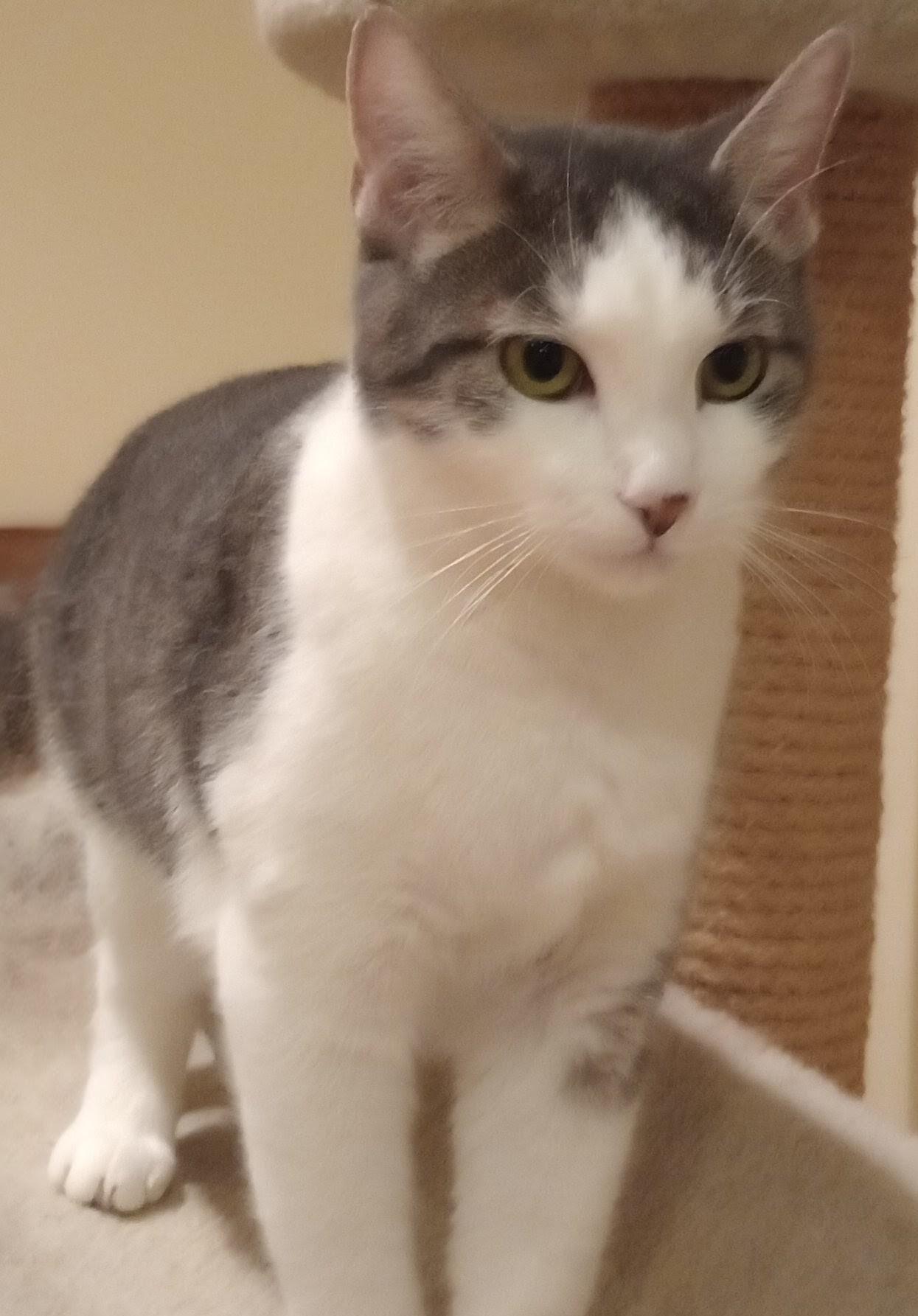 Enlarge Filene, a Adopted Domestic Short Hair in Wayland, MA image 6/6