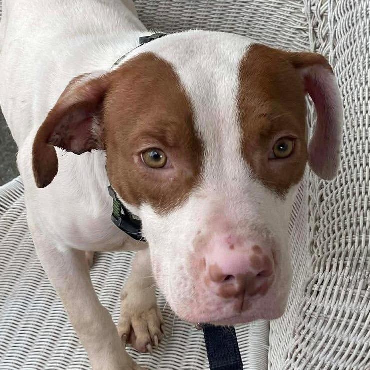 Hank, Adoptable, Young Male Pit Bull Terrier & Mixed Breed.