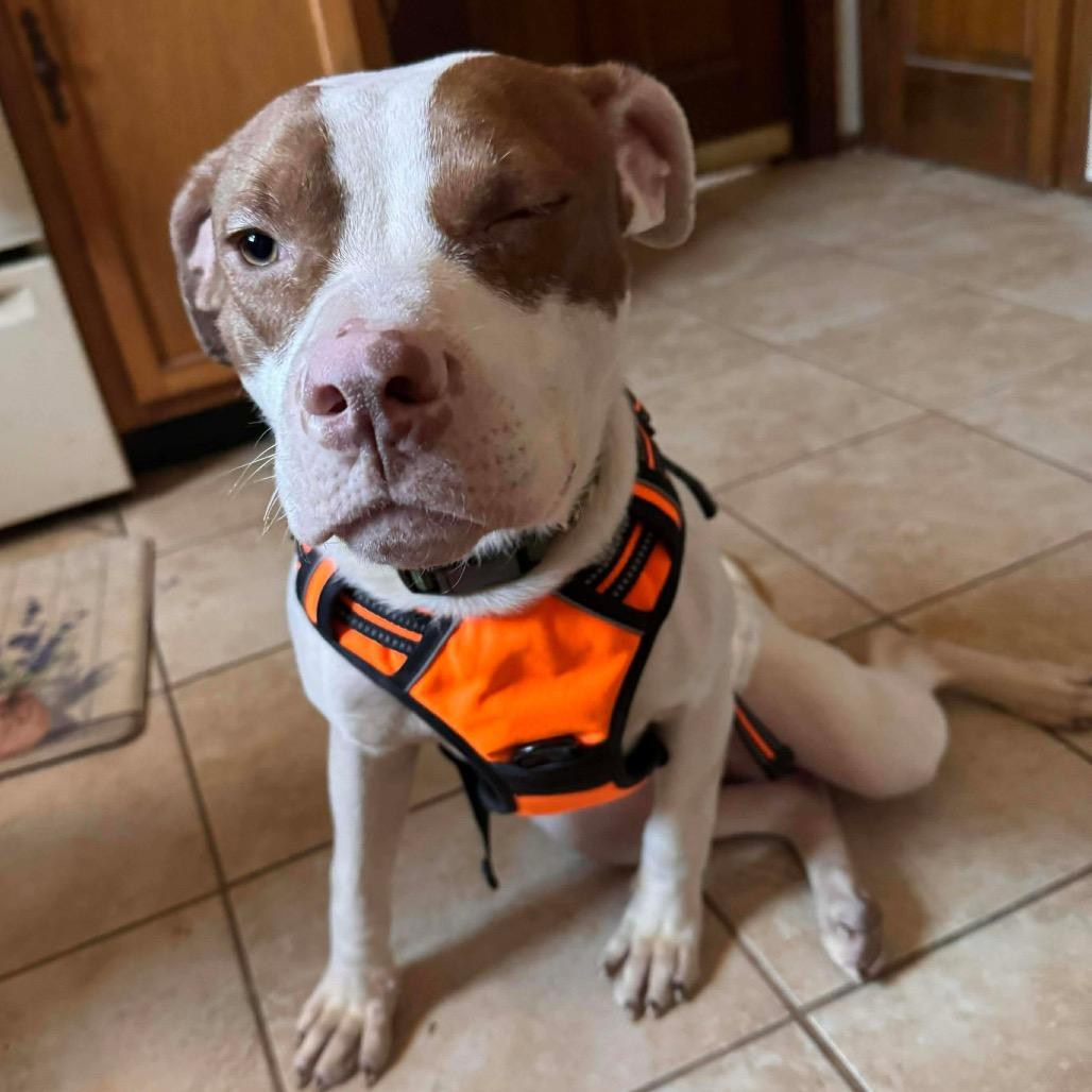 Hank, a Adoptable mixed breed in St. Charles, MO image 2/2