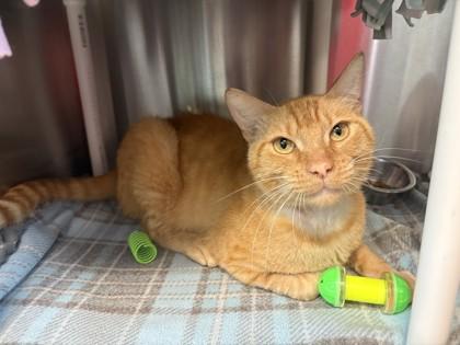 Big E. Chees, Adoptable, Young Male Domestic Short Hair & Domestic Short Hair.