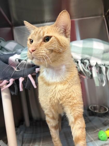 Enlarge Big E. Chees, a Adoptable mixed breed in Pleasanton, CA image 2/3