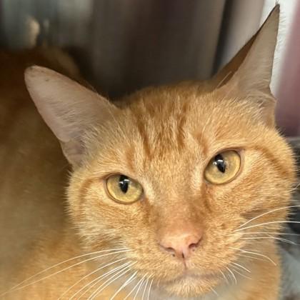 Enlarge Big E. Chees, a Adoptable mixed breed in Pleasanton, CA image 3/3