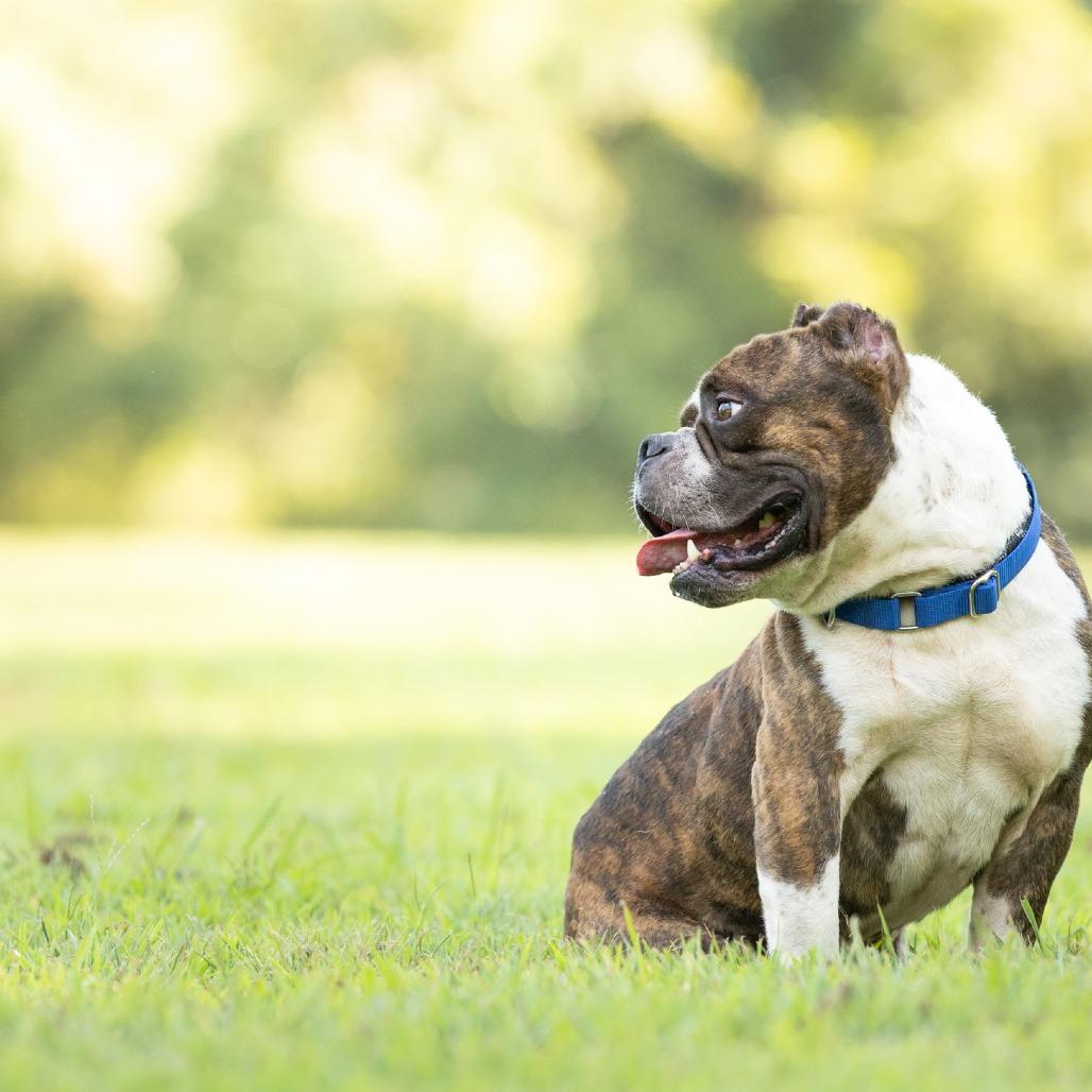Enlarge Flemings, a Adoptable English Bulldog in Rossville, GA image 1/4