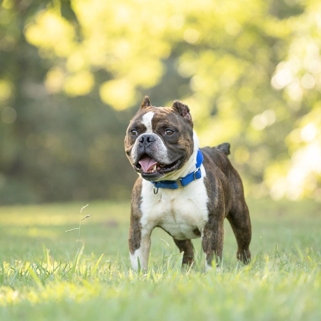 Enlarge Flemings, a Adoptable English Bulldog in Rossville, GA image 2/4