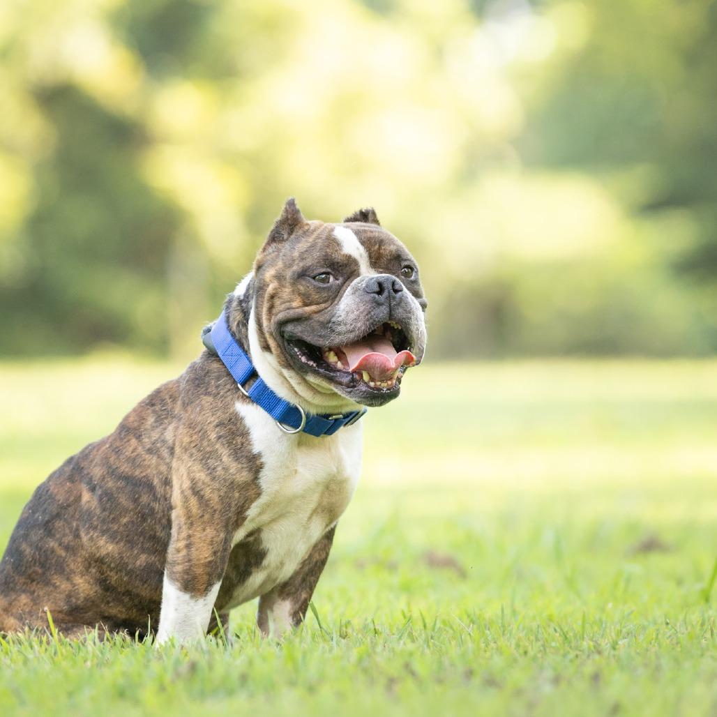 Enlarge Flemings, a Adoptable English Bulldog in Rossville, GA image 3/4