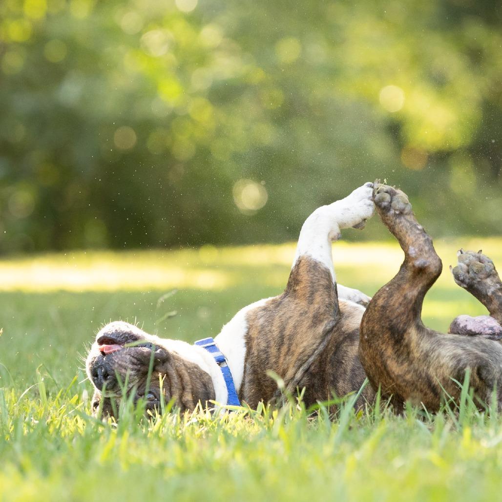 Enlarge Flemings, a Adoptable English Bulldog in Rossville, GA image 4/4