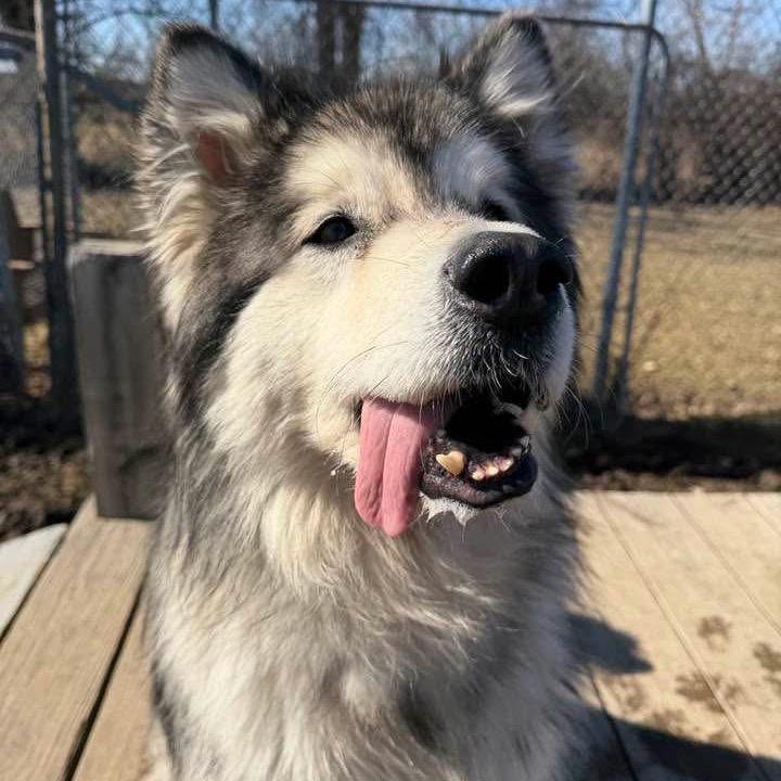 Claire, Adoptable, Adult Female Alaskan Malamute.