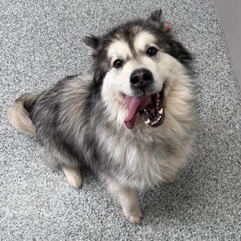 Claire, a Adoptable Alaskan Malamute in Brookfield, WI image 3/6