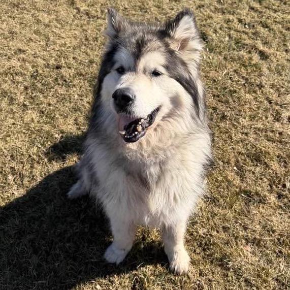 Claire, a Adoptable Alaskan Malamute in Brookfield, WI image 4/6