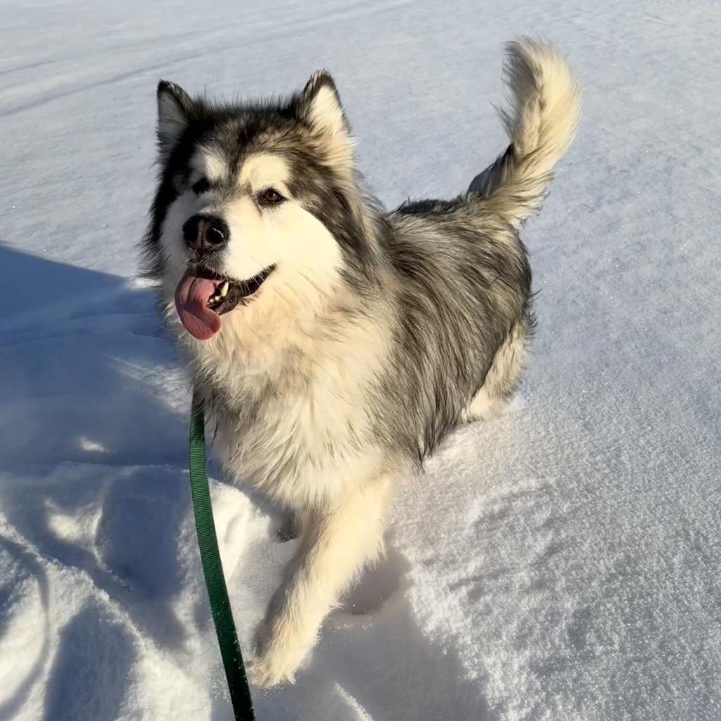 Claire, a Adoptable Alaskan Malamute in Brookfield, WI image 5/6
